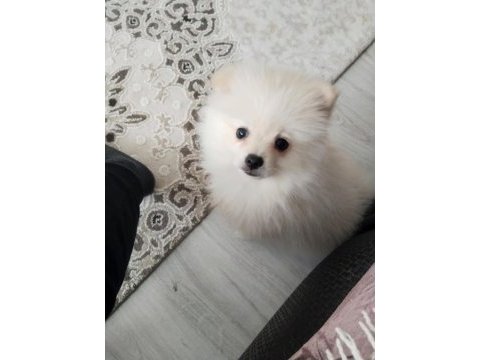 5 aylık pomeranian boo