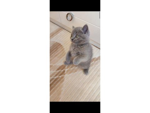 Gri renk erkek şekerilinkoo kedimiz
