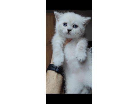 British shorthair