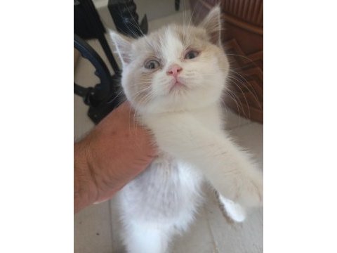 Cattery'den full secereli calico british longhair dişi