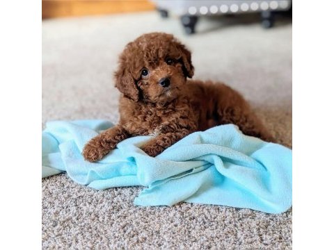 Irk garantili toy poodle 