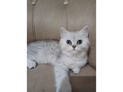 Teslime hazır dişi british shorthair yavrumuz
