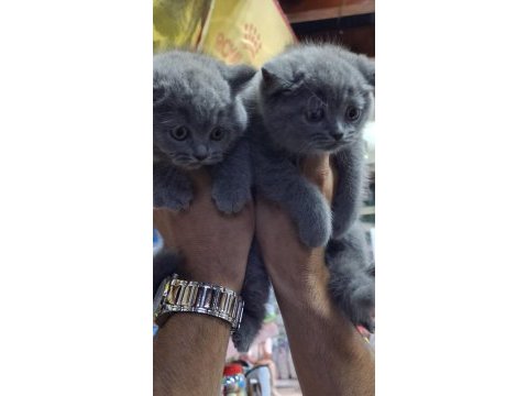 British shorthair yavrularımız sağlık ve ırk garantili