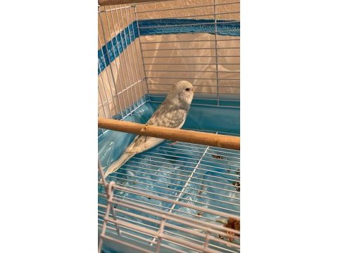 Ele alışkın yavru muhabbet kuşu