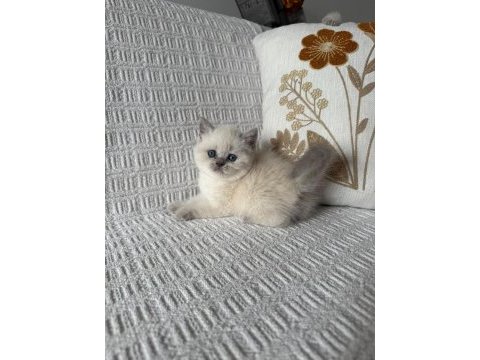 Kedimiz british shorthair 55 günlük