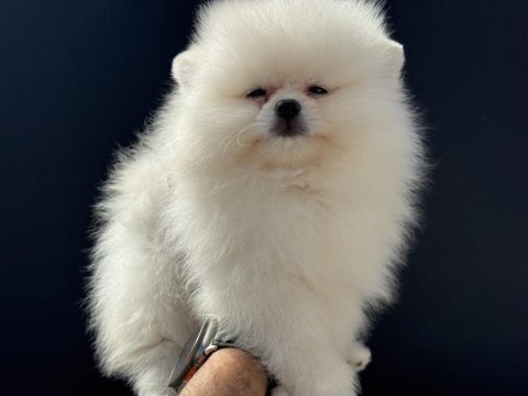 Petmode köpek çifrliğinden tea cup pomeranian