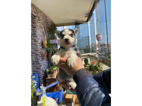 Husky yavrularımız yeni ailelerini arıyor