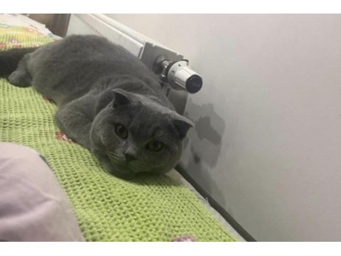 Scottish fold kedimiz
