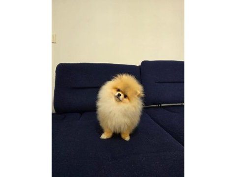 Mikro pomeranian dişi 7 aylık