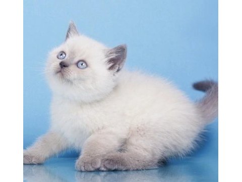 British shorthair blue point yavrularım 