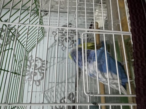Show jumbo muhabbet kuşları