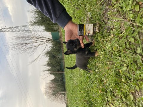 Tea cup elma kafa şivava bebeklerimiz
