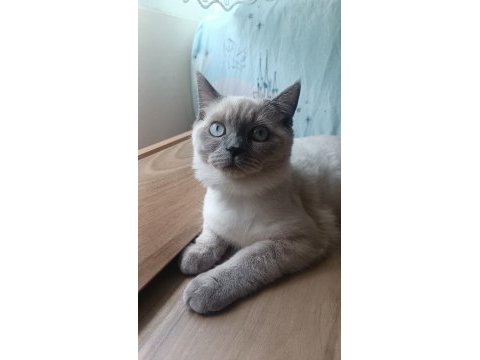 Kedimiz 1 yaşında olup british shorthair point erkektir