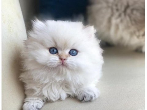 (tr tek) golden british longhair safkan yavrular hazır
