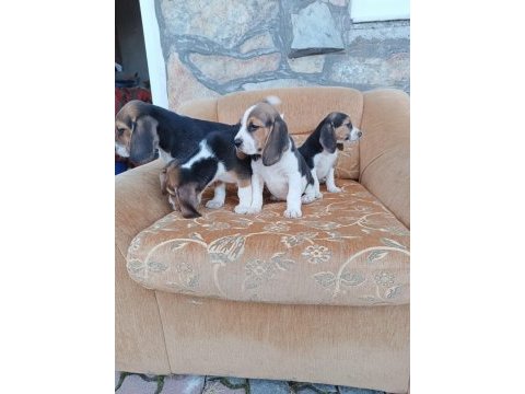 Beagle yavrularımız