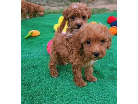 Maltipoo  yavrularımız 