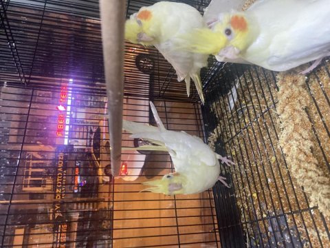 Albino-lıtino -grey yavru sultanlar 