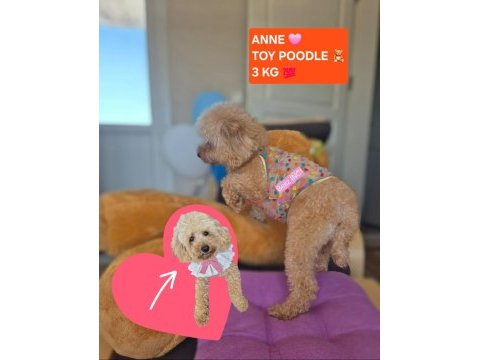 Sağlık ve ırk garantili oyuncak boy poodle yavrularım