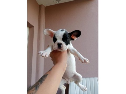 Orjinal french bulldog merle yavrumuz
