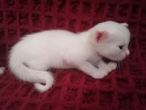 Onunla beraber büyüyeceğiniz minnak bir van kedisi