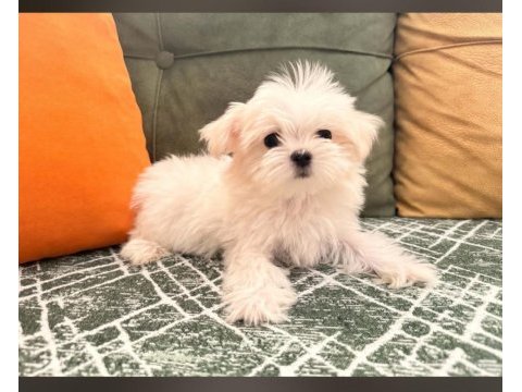 Minik bebek köpeklerimiz ilanda