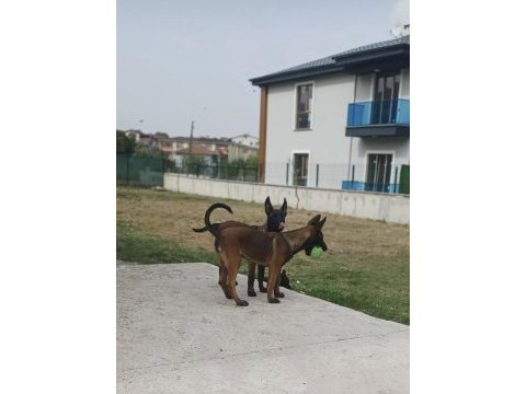 Saf kan malinois yavrularım fcı kıf şecereli