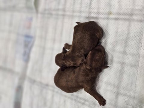 Baba teacup poodle anne medium poodle