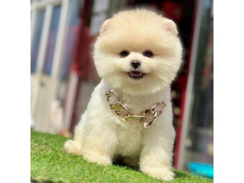 Safkan pomeranian boo bebekler