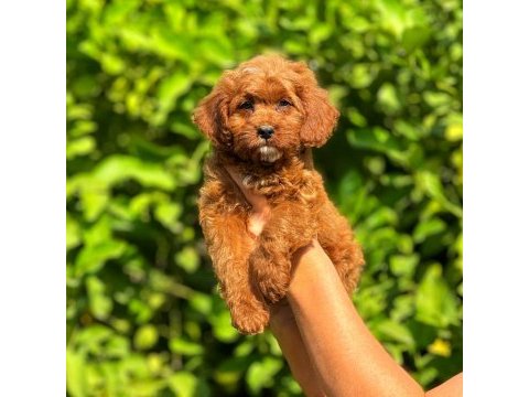 Irk ve sağlık garantili orjinal maltipoo yavrular