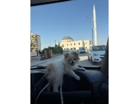 Pomeranian boo 3 aylık