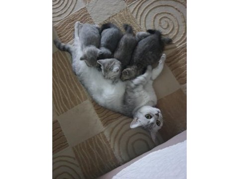 Yuva arayan sevimli british shorthair yavrularımız