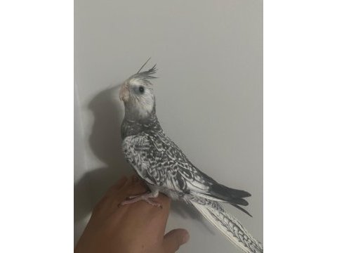 6 adet sultan yeme düştü kaçırılmayacak fırsat rengarenk