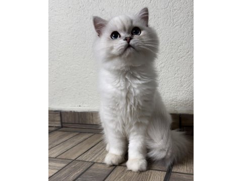Asil yakışıklı british longhair oğlum
