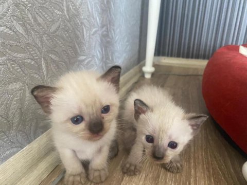 Siyam yeni doğan