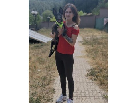 Eğitimli yavru belçika kurdu yavrularımız