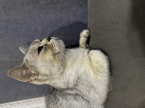 Hamile kedimiz british shorthair