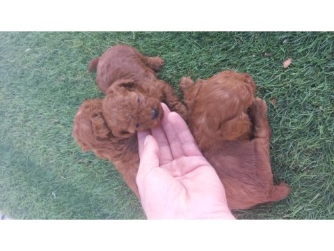 Rezerveye acik toy poodle yavrular