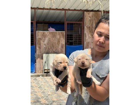 Labrador yavrusu köpekler