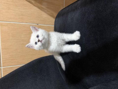 British shorthair prenses hazır