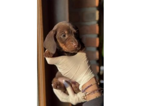 Chocolate tan ve chocolate merle dachshund yavruları