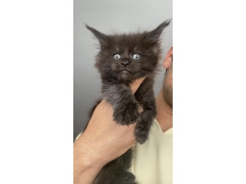 2 dev erkek xxxl maine coon