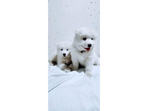 Eşsiz samoyed yavrularımız