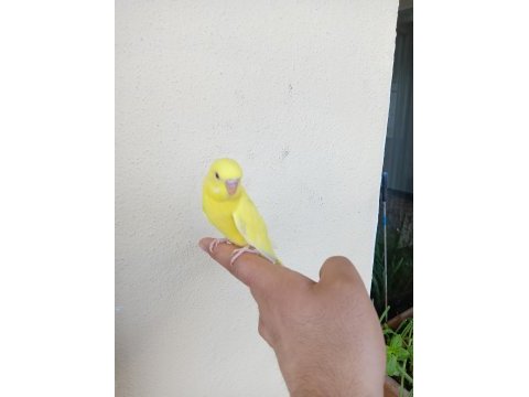 Ev üretimi muhabbet kuşu yavrular