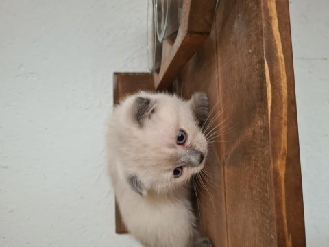 Fıstığımın british longhair yavruları