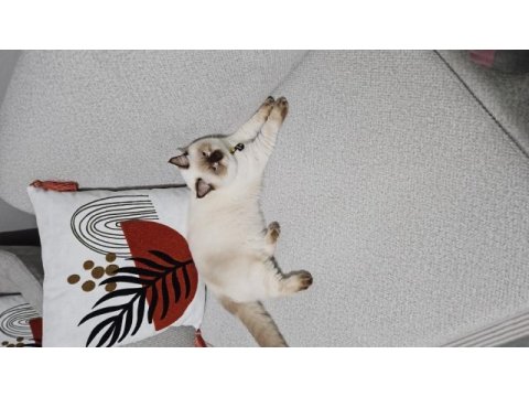 British shorthair
