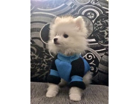 Beyaz erkek pomeranian