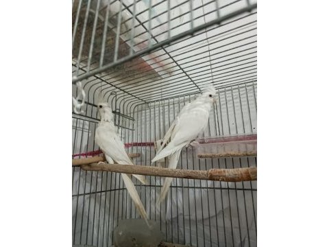 Albino takım sultan papağanı erkeği konuşur