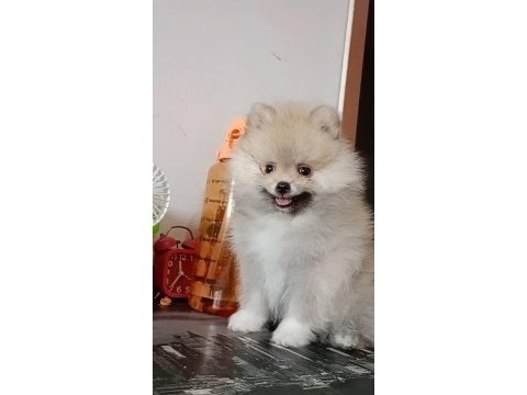 Pomeranian baby face