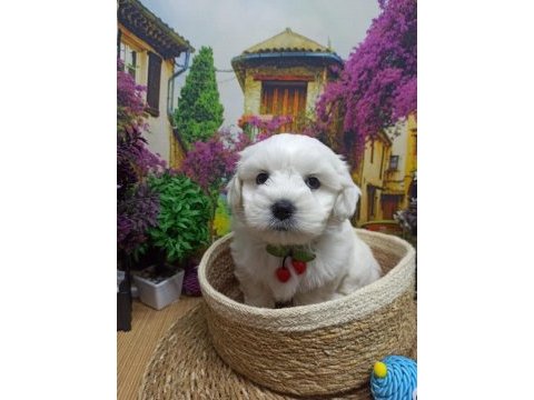 Orjınal safkan 0 burun a kalite maltese terrier