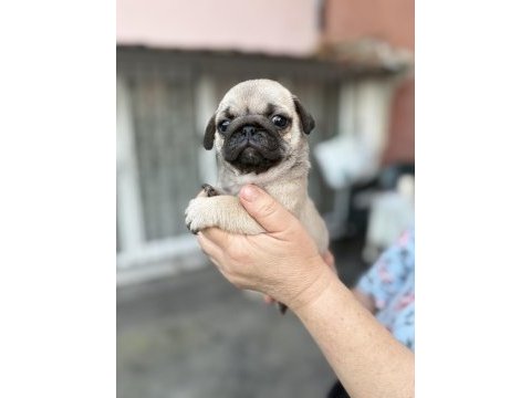 Pug mops yavru köpekler